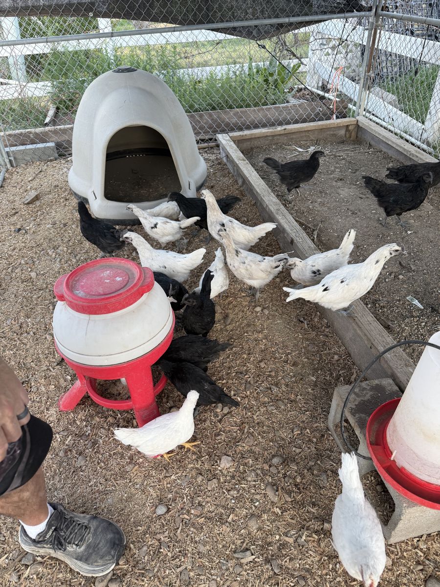 Rooster For Sale