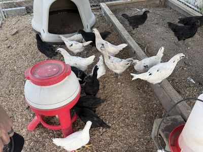 Rooster For Sale