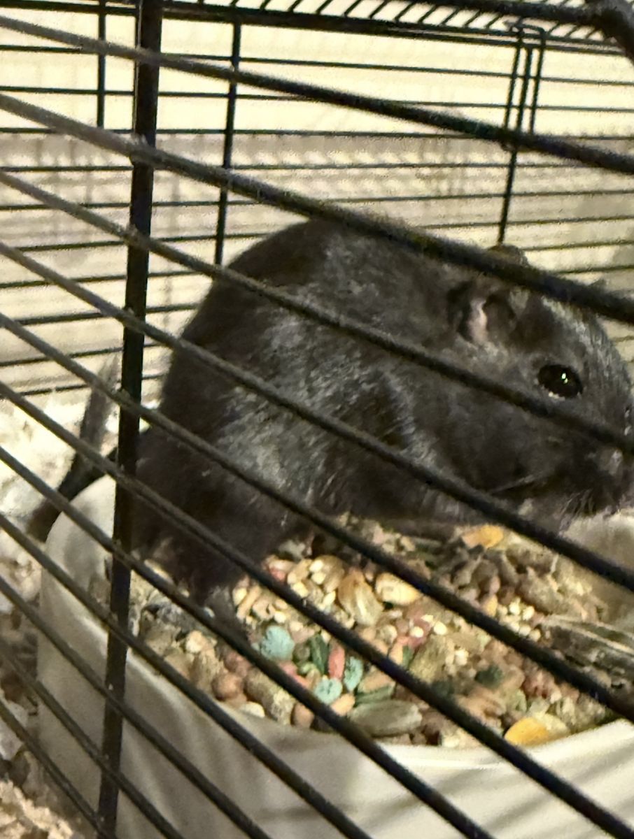 Gerbil with Cage and Supplies Bundle