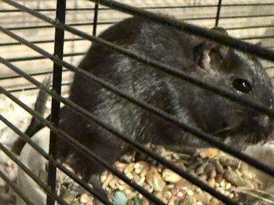 Gerbil with Cage and Supplies Bundle
