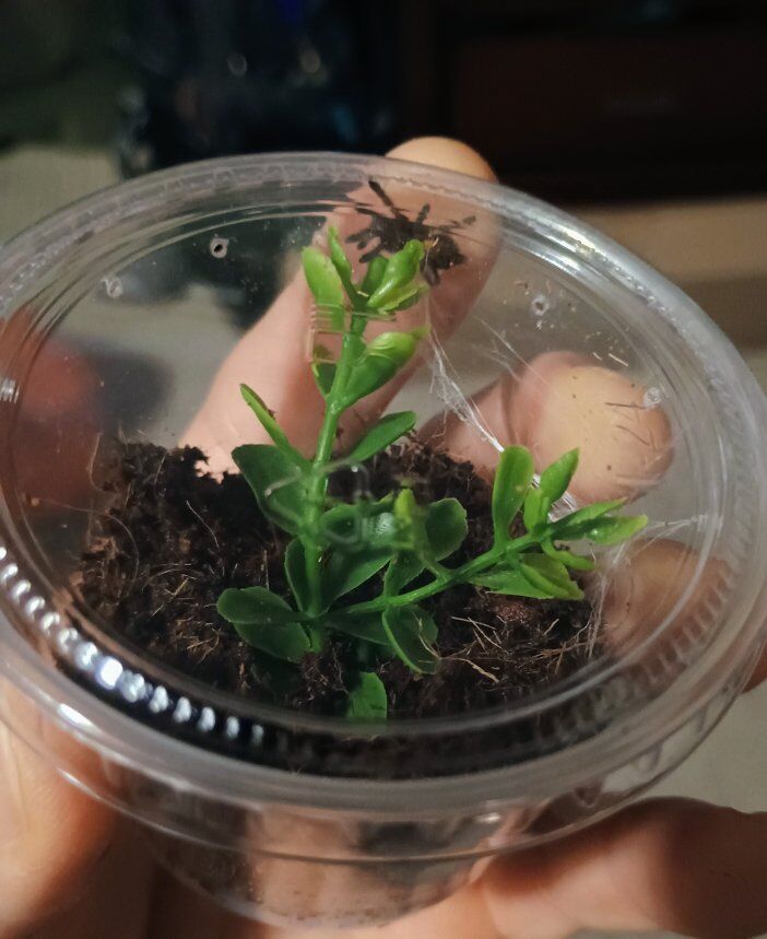 Orange Babboon Tarantula slings (FSOT)