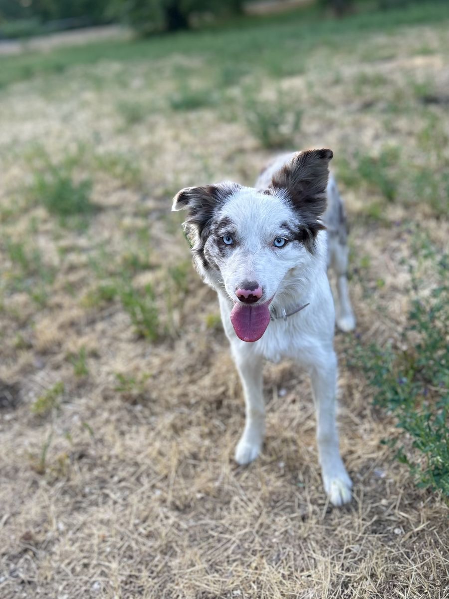 Female Border Collie