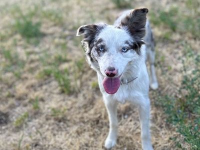 Female Border Collie