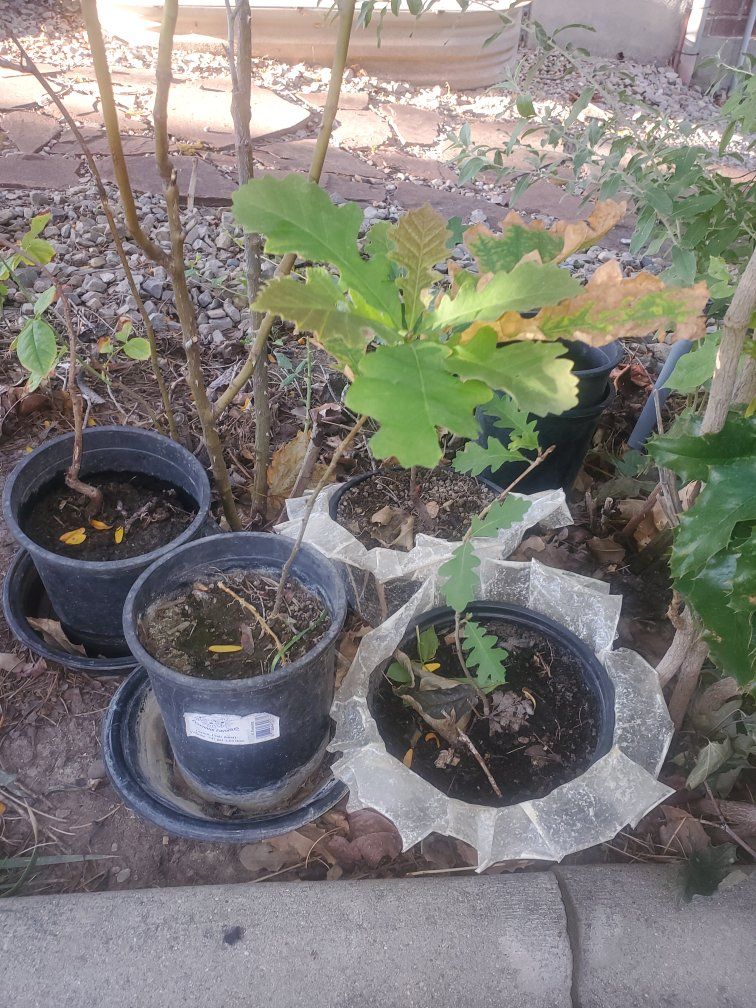 Tree Starter Saplings,  Each as Listed