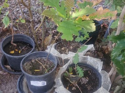 Tree Starter Saplings, Each as Listed