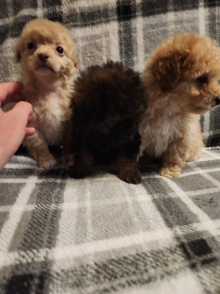 poodle puppies