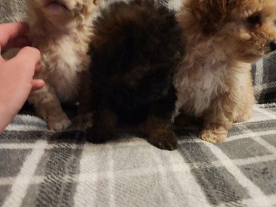 poodle puppies