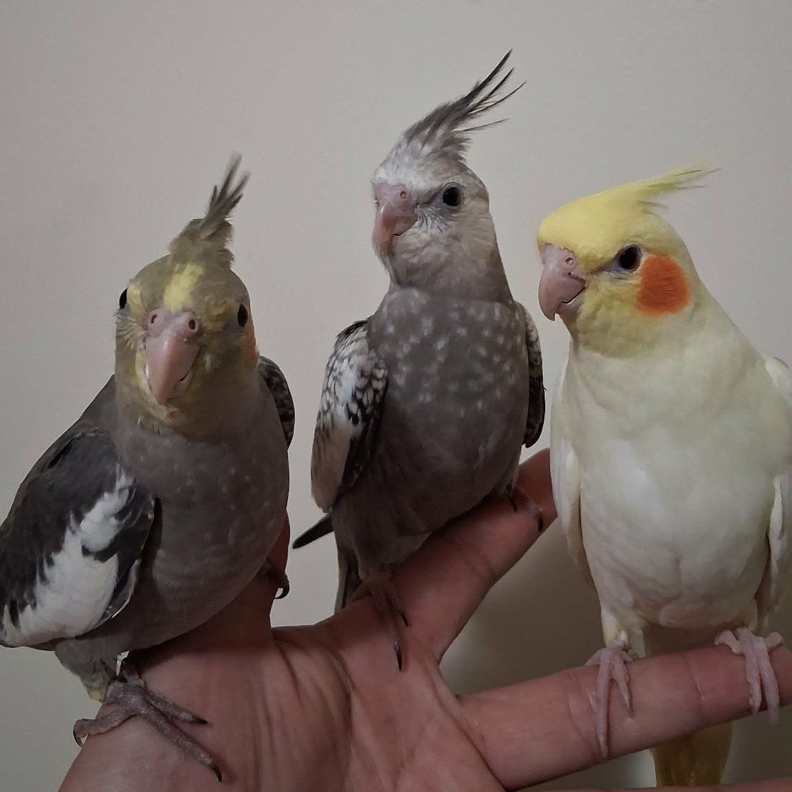 Tame Baby Cockatiels