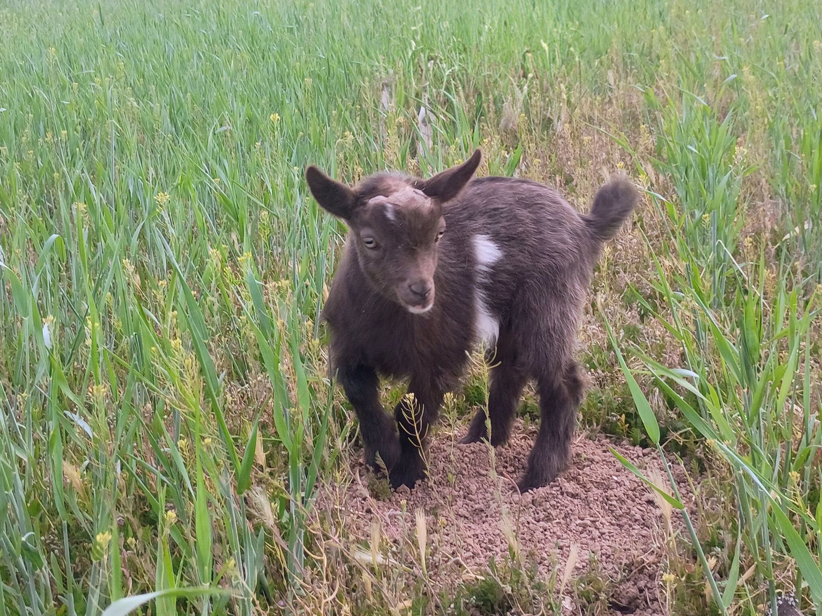 ADGA Nigerian Dwarf Buckling (Bottle Baby)