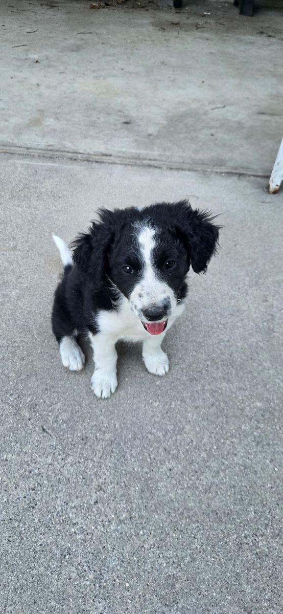 Sweet Bernadoodle/  Border Collie mix, female