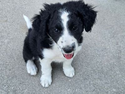 Sweet Bernadoodle/ Border Collie mix, female