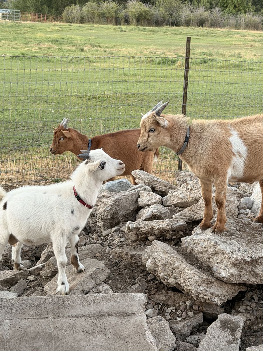 Nigerian Dwarf Bucklings Ready to Go!