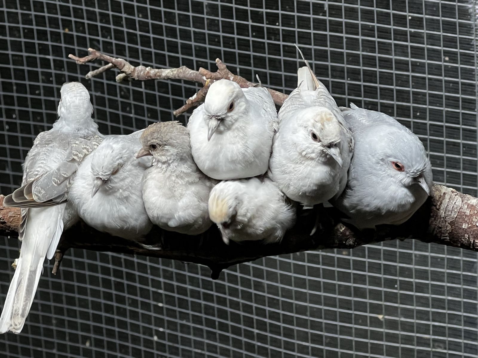 Blue Whitetail Diamond Doves