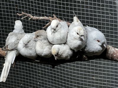 Blue Whitetail Diamond Doves