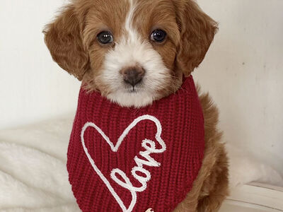 1 Micro Goldendoodle Male LEFT!!