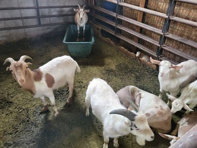 goats for sale