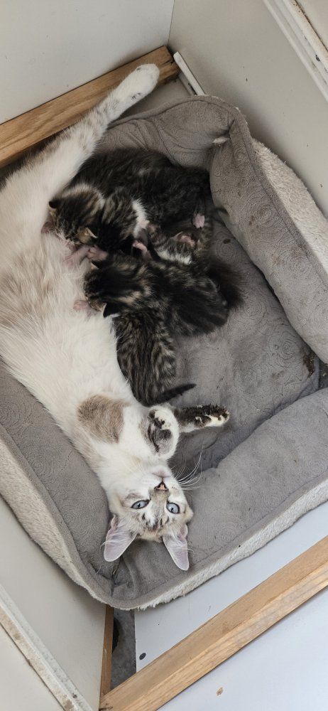 Adorable Domestic Shorthair Kittens - Black and White Tabby