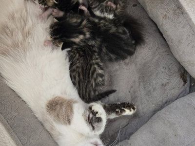 Adorable Domestic Shorthair Kittens - Black and White Tabby