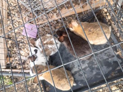 Bunnies ready to go to their next owner.