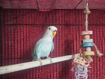 Baby Male Lovebird