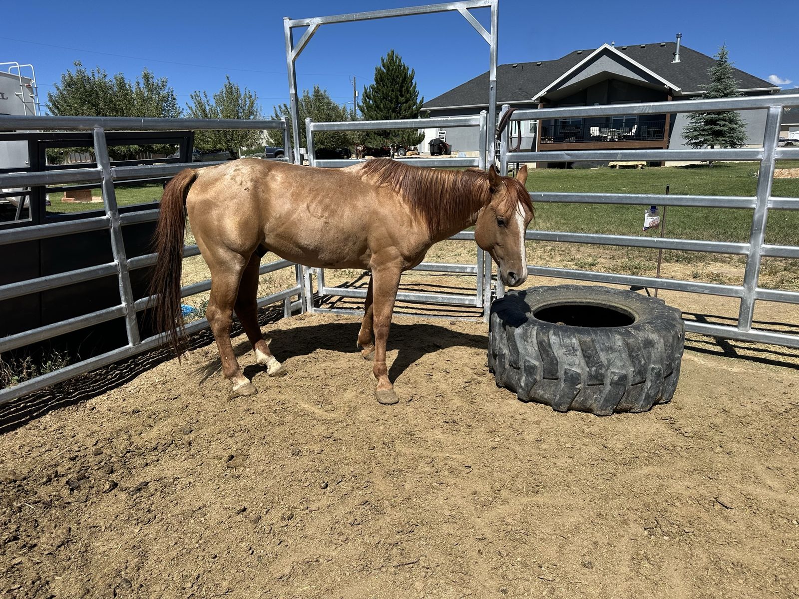4 Year Old Aqha Stud Horse