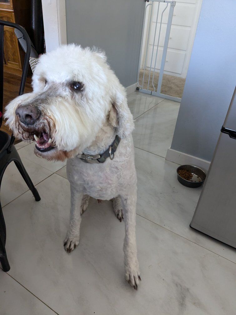Loyal Goldendoodle needs loving new home!