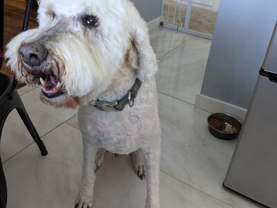 Loyal Goldendoodle needs loving new home!