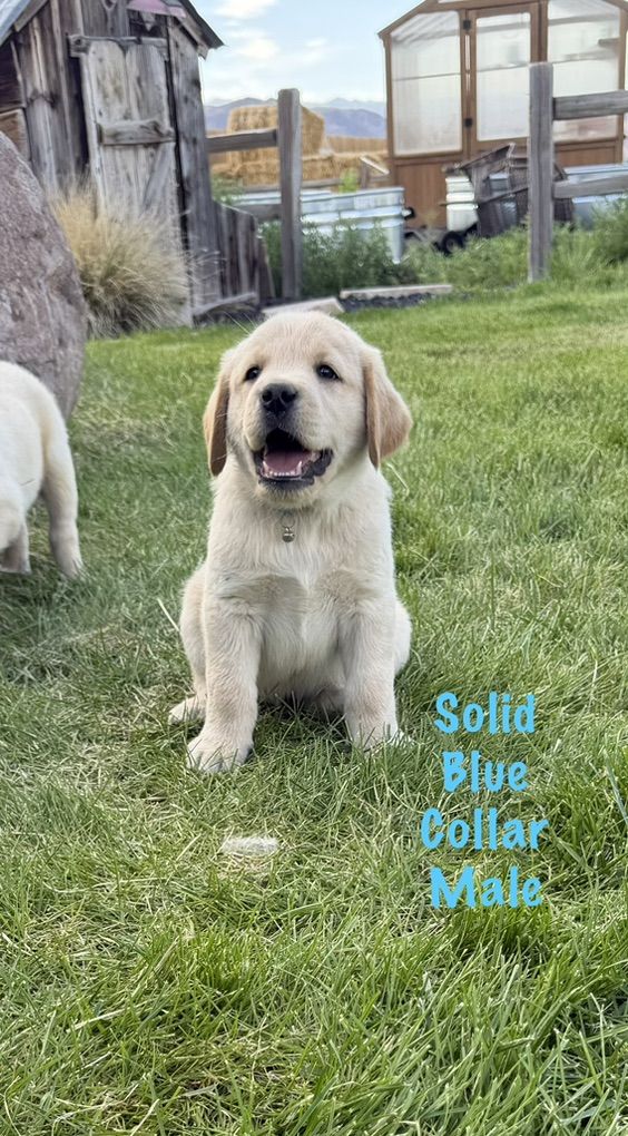 AKC Papered LabRador Retriever (lab) Puppies!
