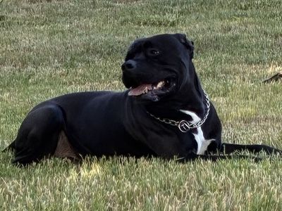 BREEDING XL AMERICAN BULLY IF ANYONE INTERESTED