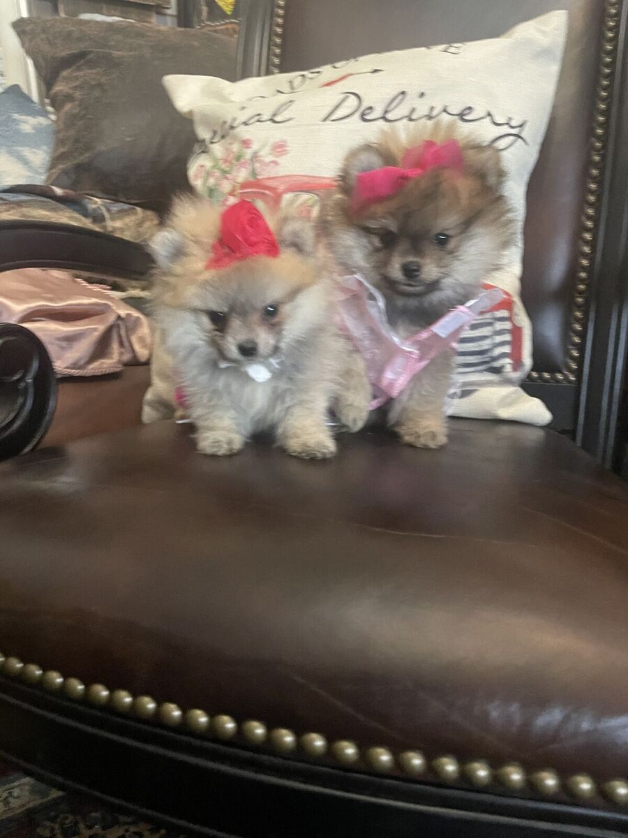 Most adorable teacup AKC Pomeranian puppies