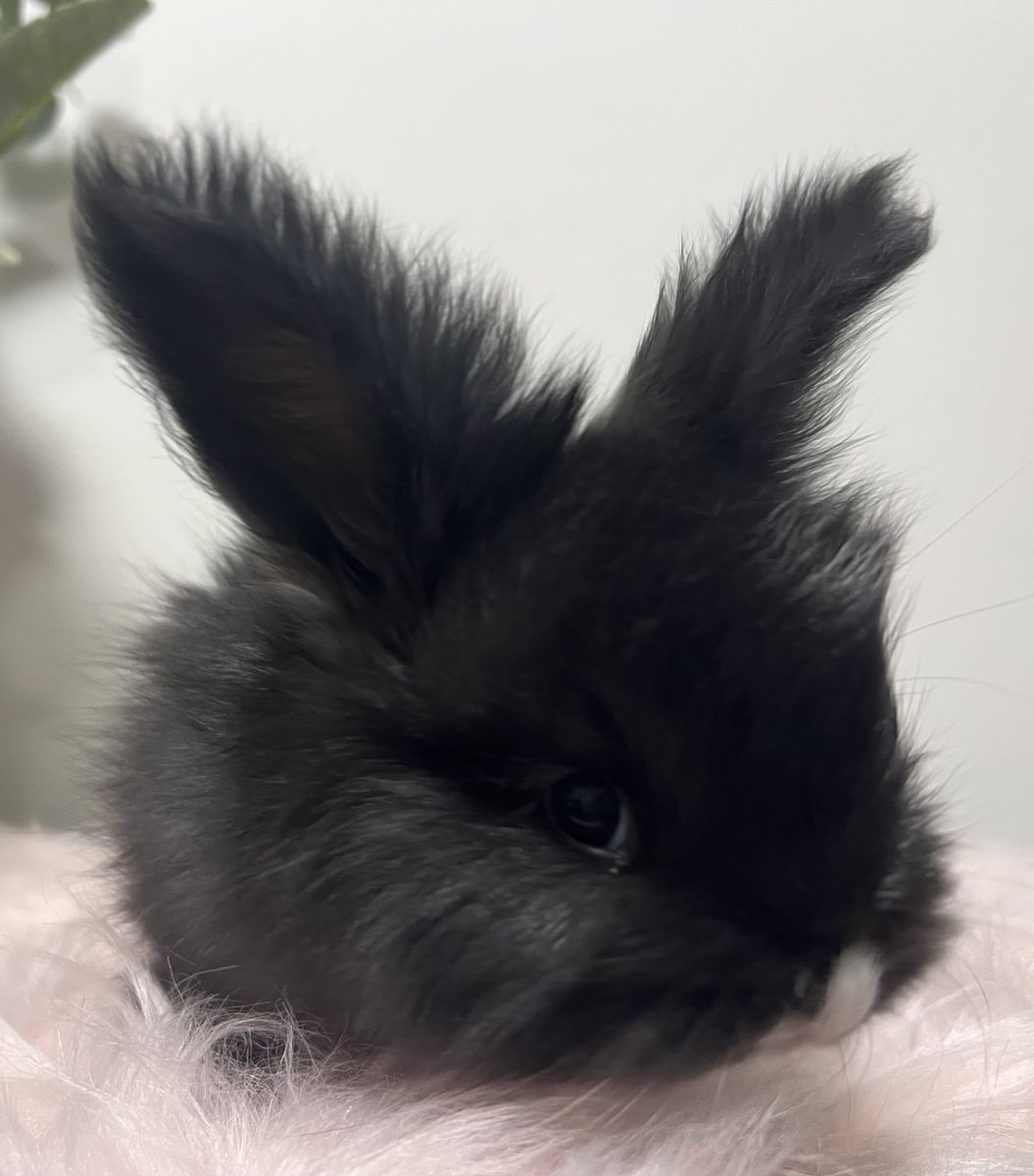 VM black English Angora buck 