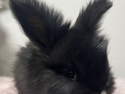 VM black English Angora buck