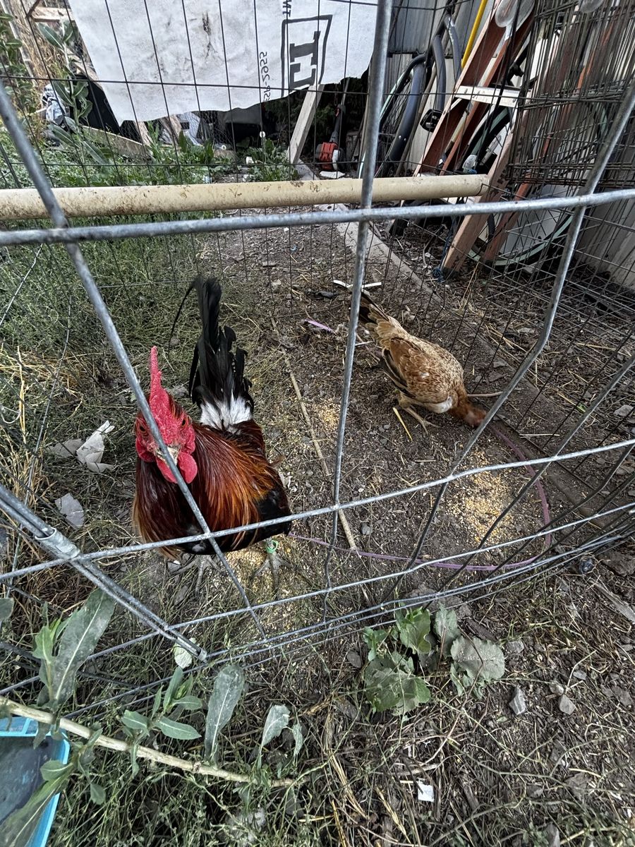 Gamefowl chickens