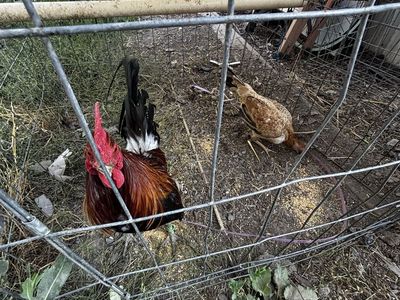 Gamefowl chickens