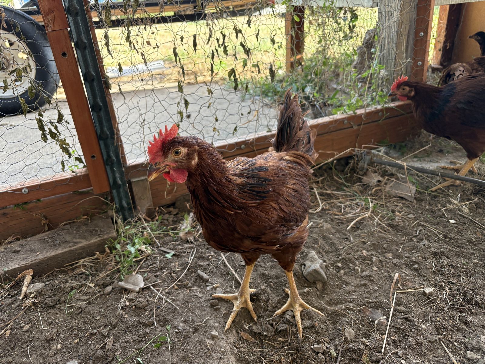 FREE Rhode Island Red Roosters