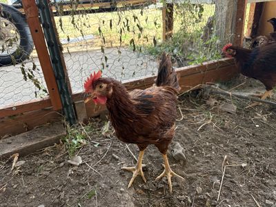 FREE Rhode Island Red Roosters