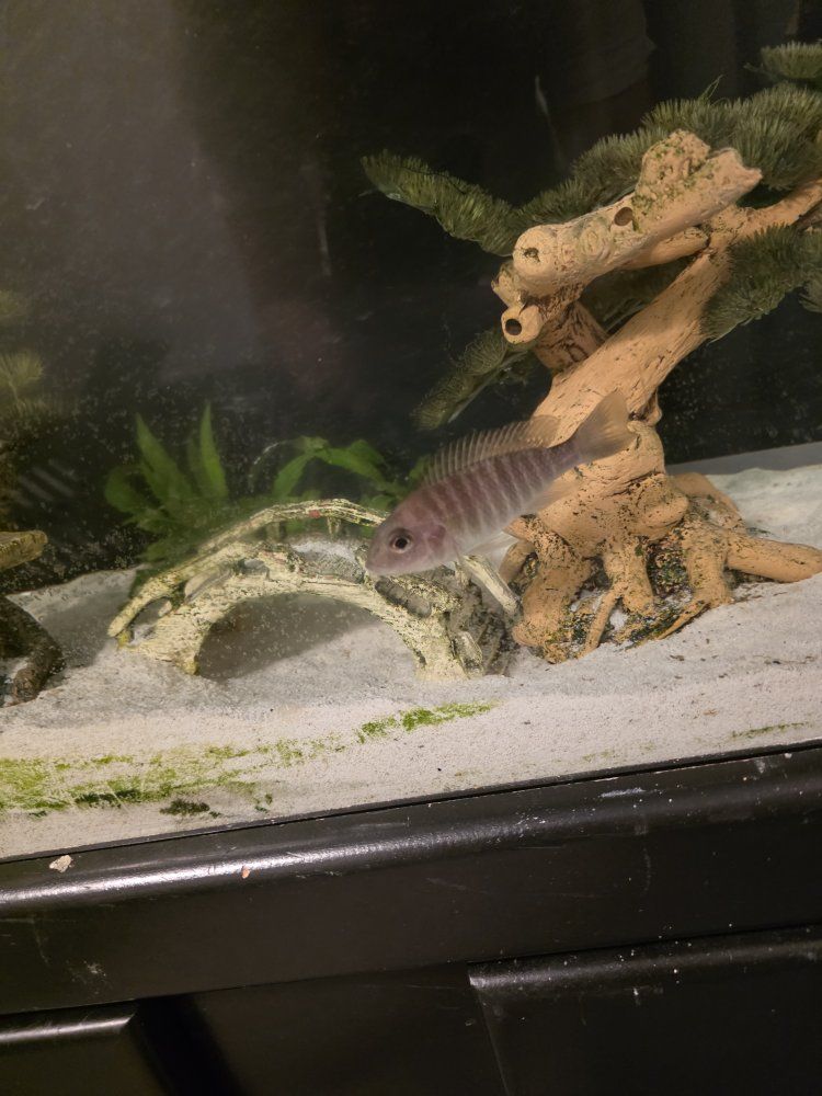 lemon jake female peacock cichlid