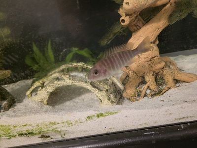 lemon jake female peacock cichlid