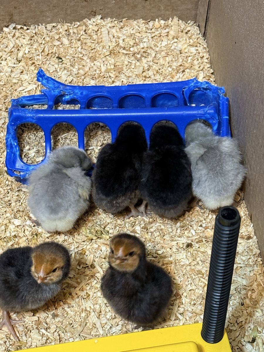 Chicks