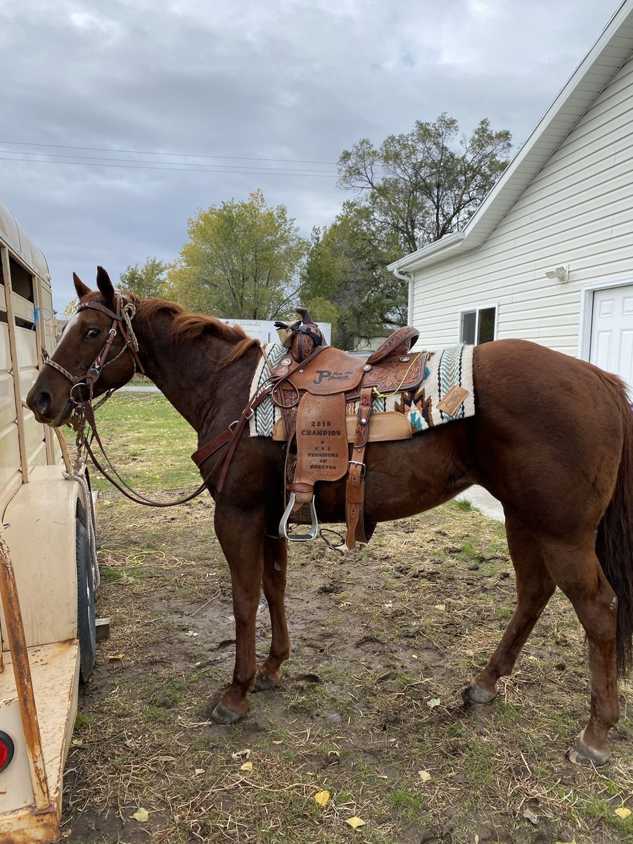 AQHA quarter horse