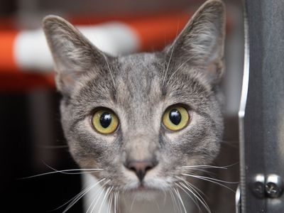 Hello my name is Skipper