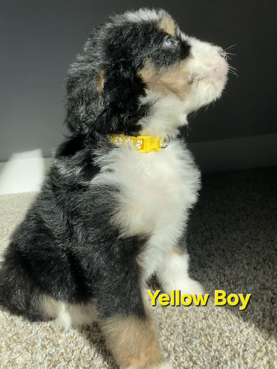Standard F1 Bernedoodle Puppies! Beautiful colorings! Ready to go!