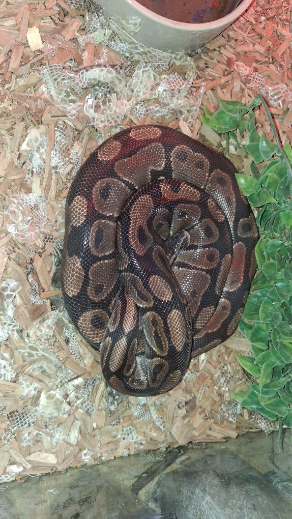 6 year old ball python female