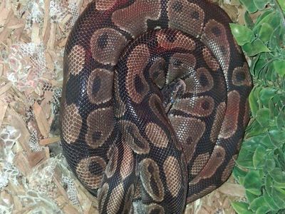 6 year old ball python female