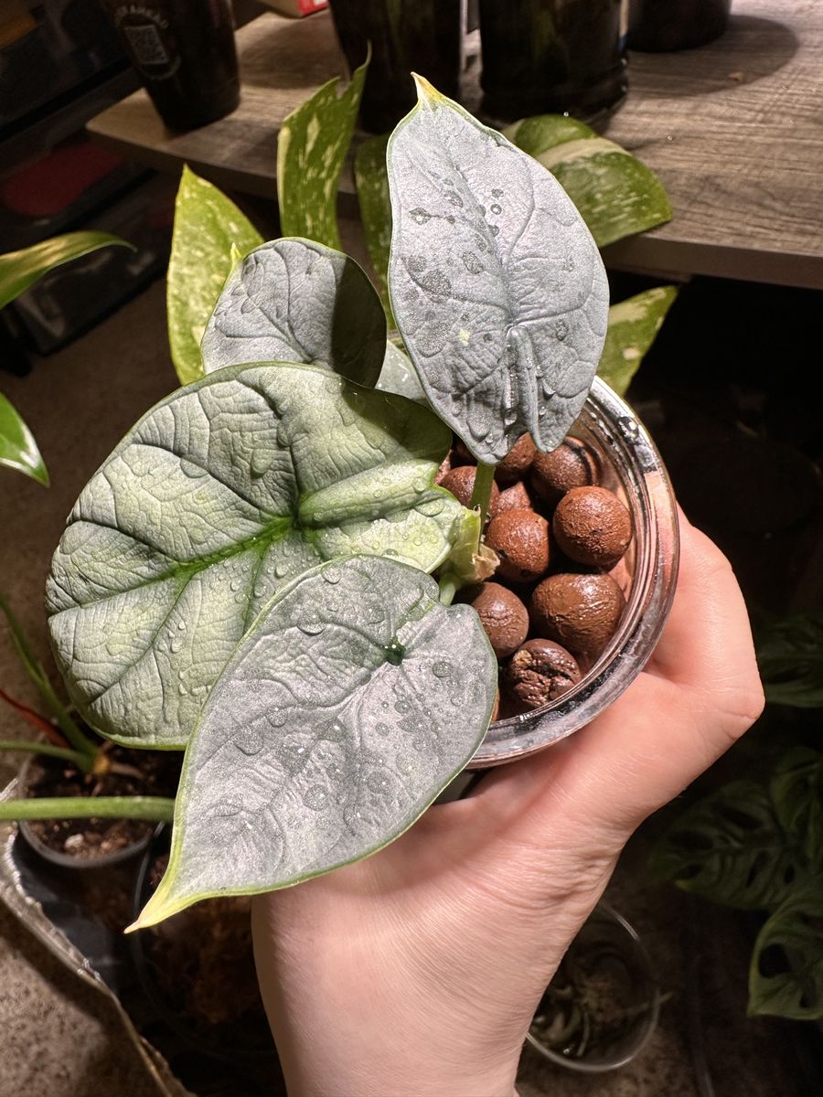 A type of alocasias