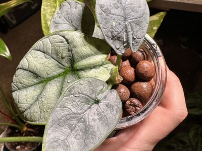 A type of alocasias