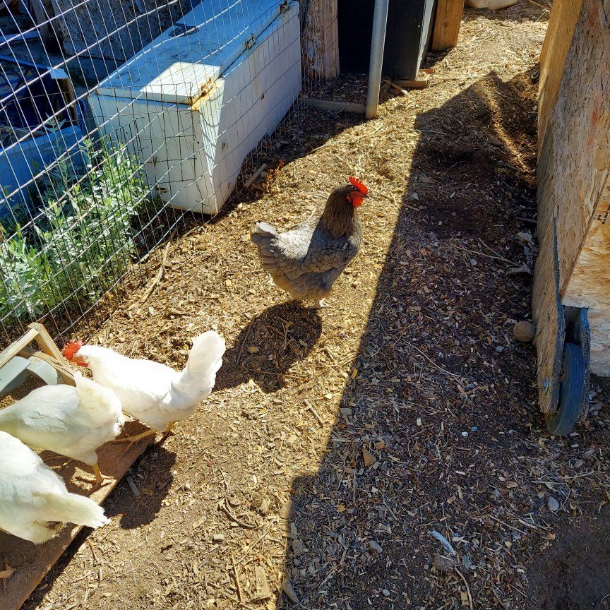 Sapphire Gem hen