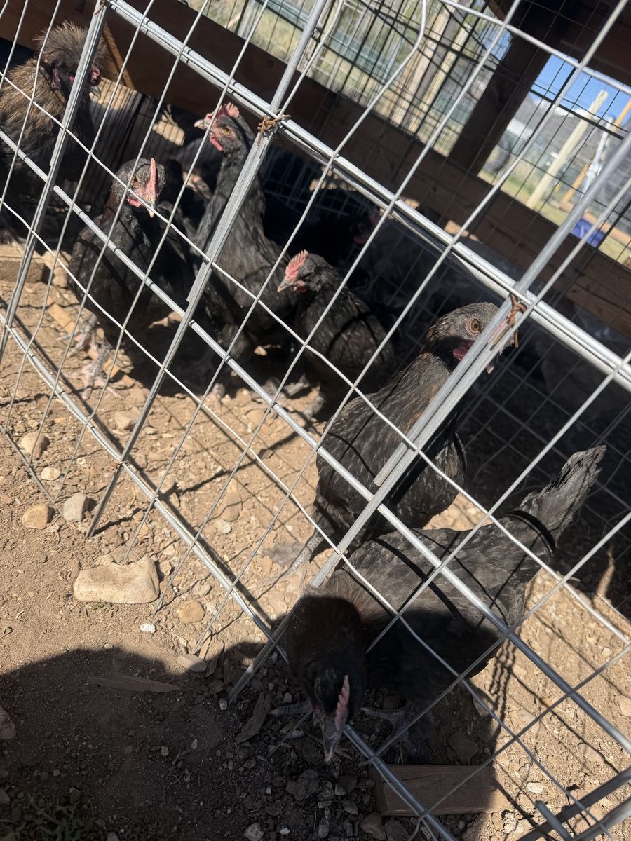 Bcm roosters