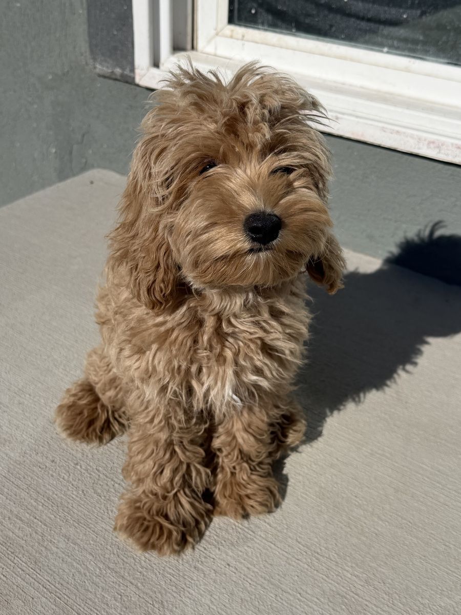 Adorable 16-Week-Old Potty-Trained Cavapoo Puppy - Great with Kids & Other Dogs!