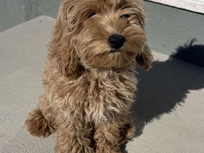 Adorable 16-Week-Old Potty-Trained Cavapoo Puppy - Great with Kids & Other Dogs!